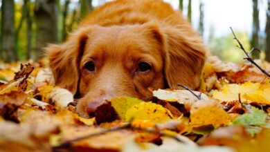 Pets and Autumn Travel